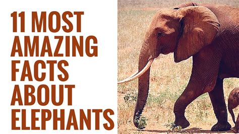 大象頭|象生活 Facts about Elephants